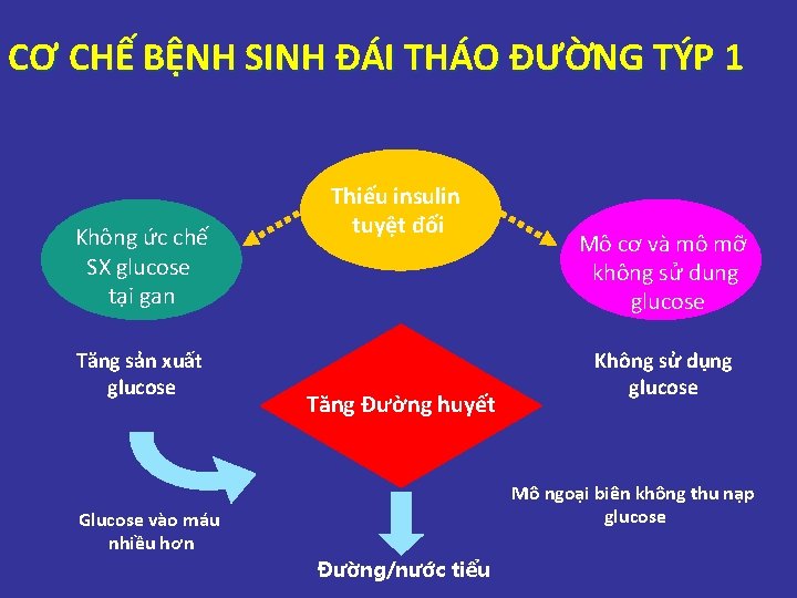 CƠ CHẾ BỆNH SINH ĐÁI THÁO ĐƯỜNG TÝP 1 Không ức chế SX glucose CƠ CHẾ BỆNH SINH ĐÁI THÁO ĐƯỜNG TÝP 1 Không ức chế SX glucose