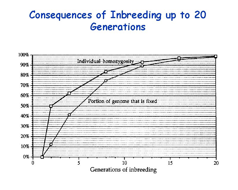 Consequences of Inbreeding up to 20 Generations 