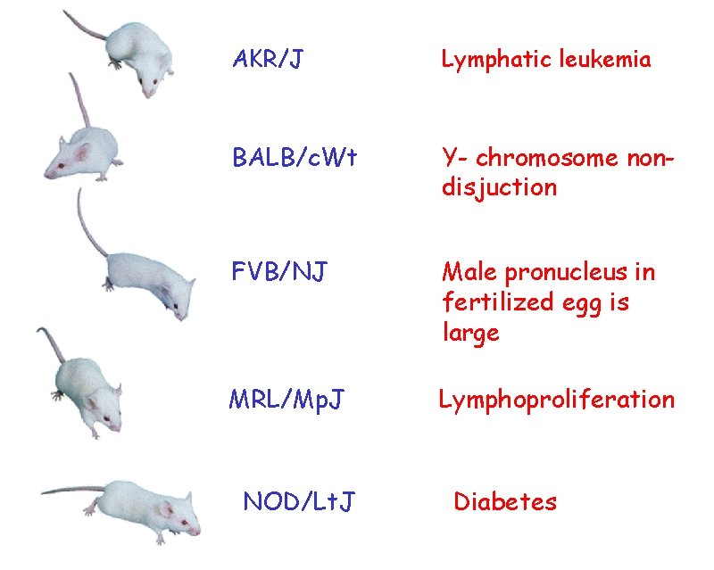 AKR/J Lymphatic leukemia BALB/c. Wt Y- chromosome nondisjuction FVB/NJ Male pronucleus in fertilized egg