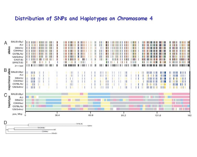 Distribution of SNPs and Haplotypes on Chromosome 4 
