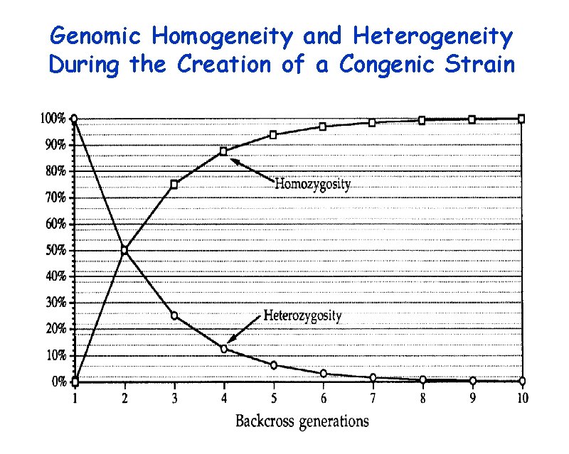 Genomic Homogeneity and Heterogeneity During the Creation of a Congenic Strain 