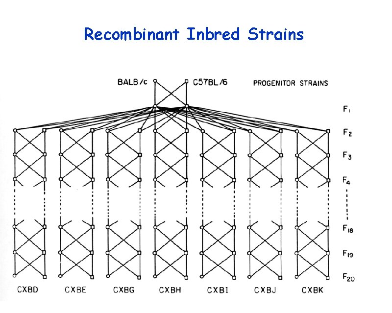 Recombinant Inbred Strains 