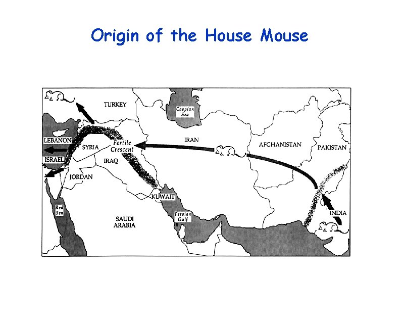 Origin of the House Mouse 