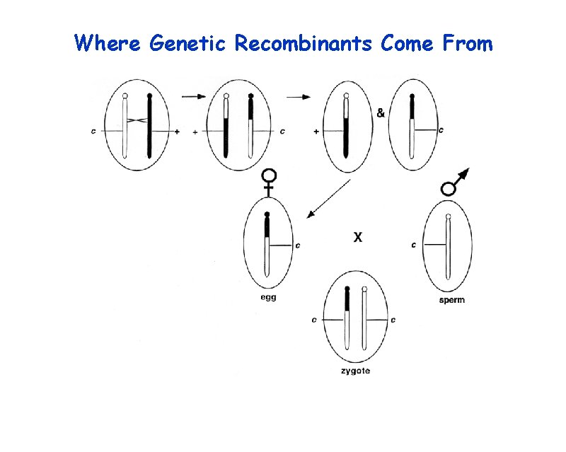 Where Genetic Recombinants Come From 