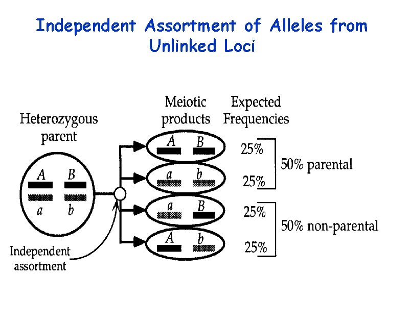 Independent Assortment of Alleles from Unlinked Loci 