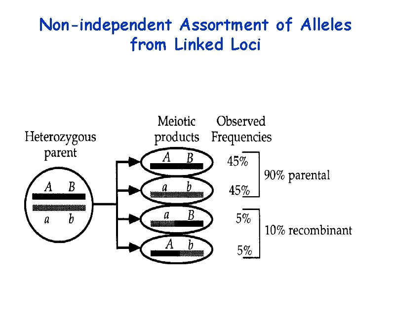 Non-independent Assortment of Alleles from Linked Loci 
