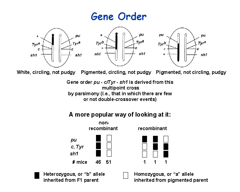 Gene Order White, circling, not pudgy Pigmented, not circling, pudgy Gene order pu -