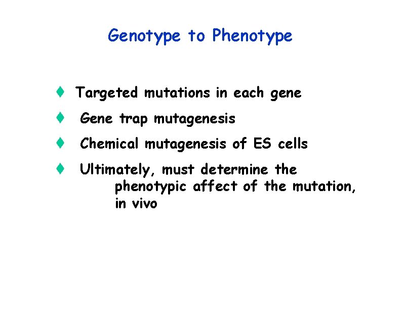 Genotype to Phenotype t Targeted mutations in each gene t Gene trap mutagenesis t