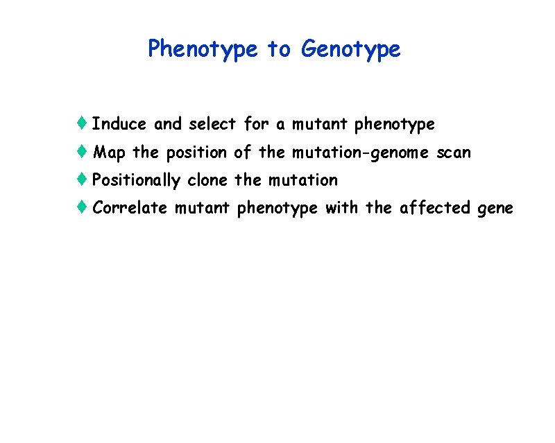 Phenotype to Genotype t Induce and select for a mutant phenotype t Map the