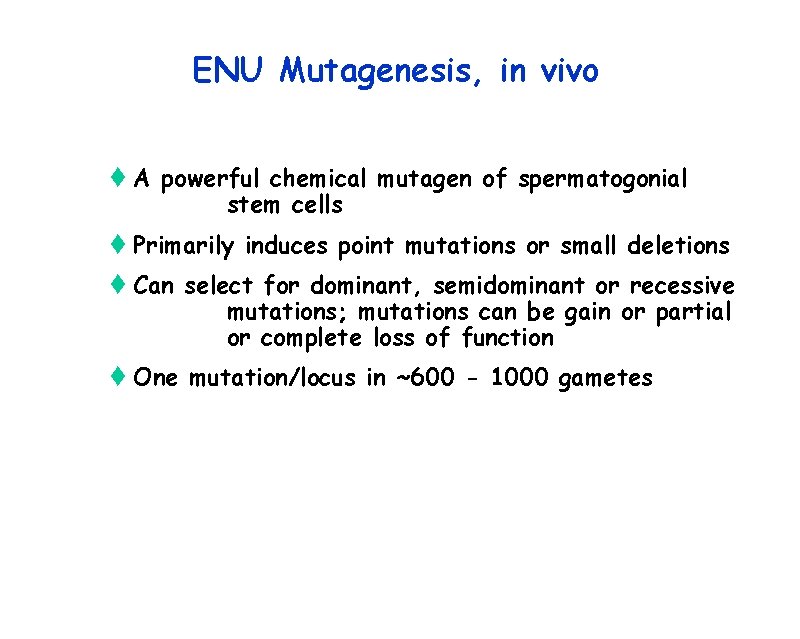 ENU Mutagenesis, in vivo t A powerful chemical mutagen of spermatogonial stem cells t
