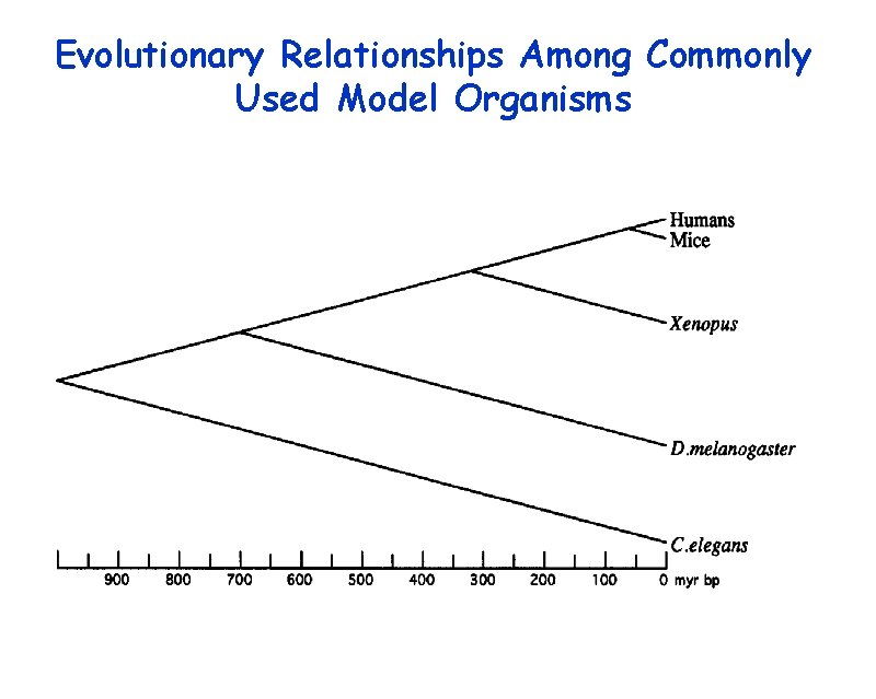 Evolutionary Relationships Among Commonly Used Model Organisms 