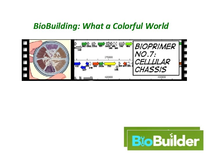 Bio. Building: What a Colorful World 