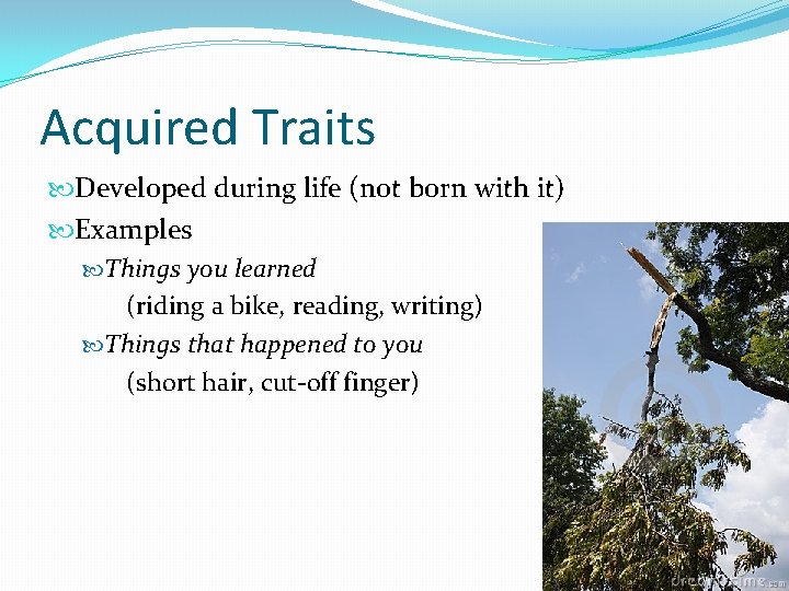 Acquired Traits Developed during life (not born with it) Examples Things you learned (riding