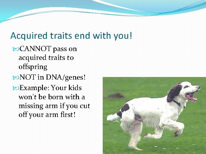 Acquired traits end with you! CANNOT pass on acquired traits to offspring NOT in