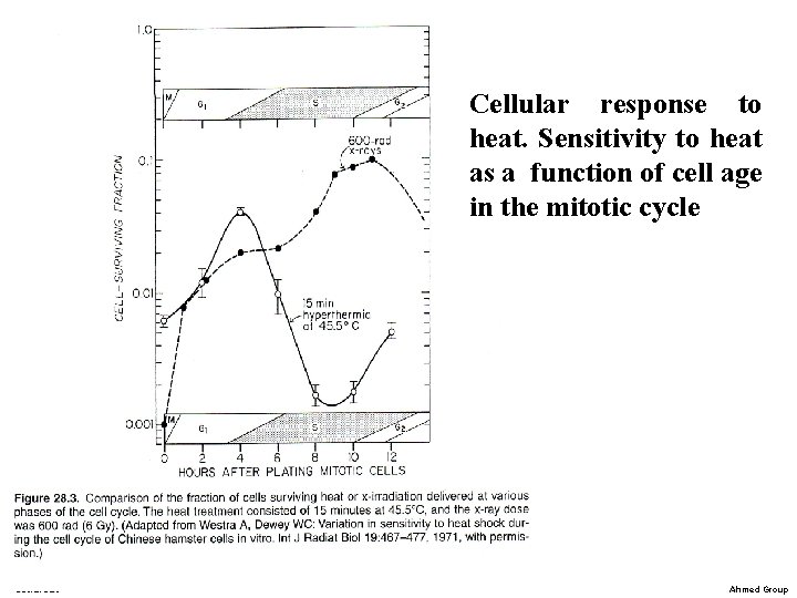 Cellular response to heat. Sensitivity to heat as a function of cell age in