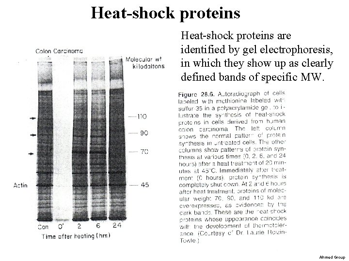 Heat-shock proteins are identified by gel electrophoresis, in which they show up as clearly