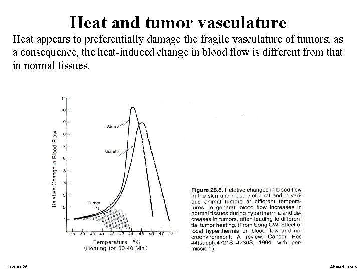 Heat and tumor vasculature Heat appears to preferentially damage the fragile vasculature of tumors;