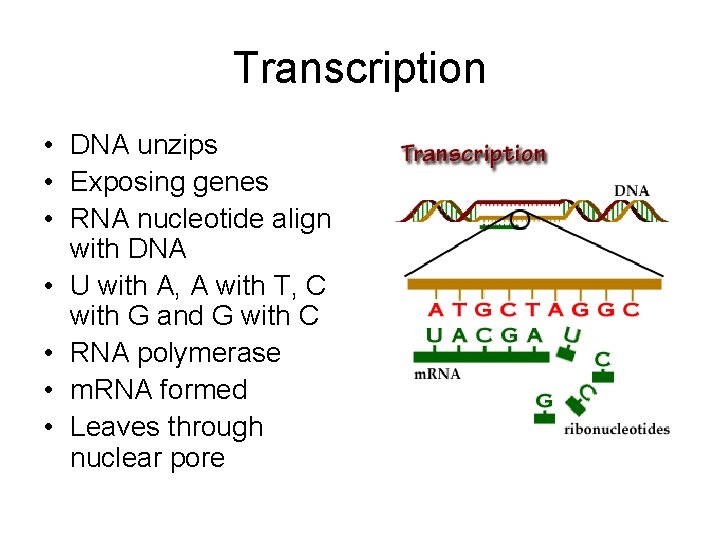 Transcription • DNA unzips • Exposing genes • RNA nucleotide align with DNA •