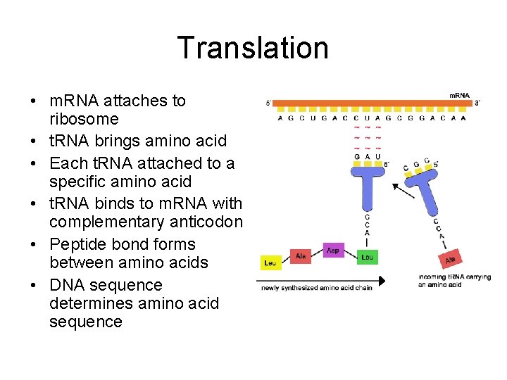 Translation • m. RNA attaches to ribosome • t. RNA brings amino acid •