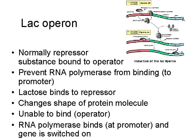 Lac operon • Normally repressor substance bound to operator • Prevent RNA polymerase from