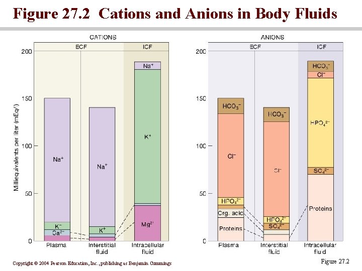 Figure 27. 2 Cations and Anions in Body Fluids Copyright © 2004 Pearson Education,