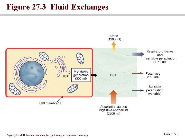 Figure 27. 3 Fluid Exchanges Copyright © 2004 Pearson Education, Inc. , publishing as