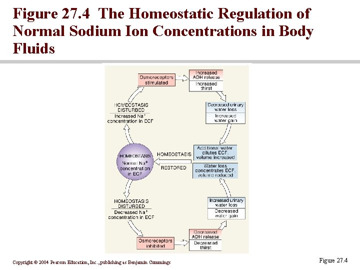 Figure 27. 4 The Homeostatic Regulation of Normal Sodium Ion Concentrations in Body Fluids