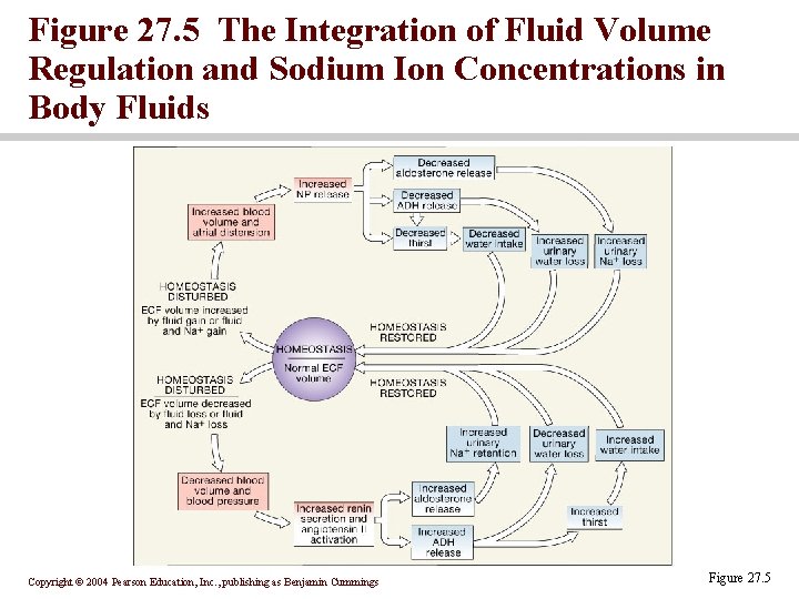 Figure 27. 5 The Integration of Fluid Volume Regulation and Sodium Ion Concentrations in