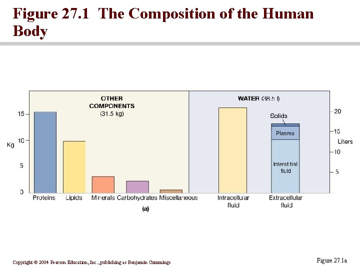 Figure 27. 1 The Composition of the Human Body Copyright © 2004 Pearson Education,