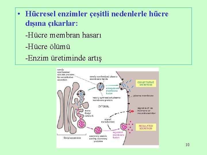  • Hücresel enzimler çeşitli nedenlerle hücre dışına çıkarlar: -Hücre membran hasarı -Hücre ölümü