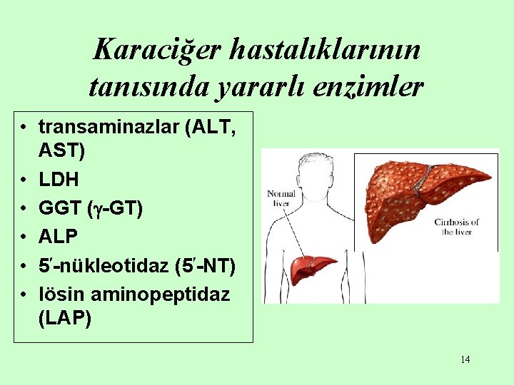 Karaciğer hastalıklarının tanısında yararlı enzimler • transaminazlar (ALT, AST) • LDH • GGT (