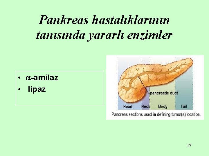 Pankreas hastalıklarının tanısında yararlı enzimler • -amilaz • lipaz 17 