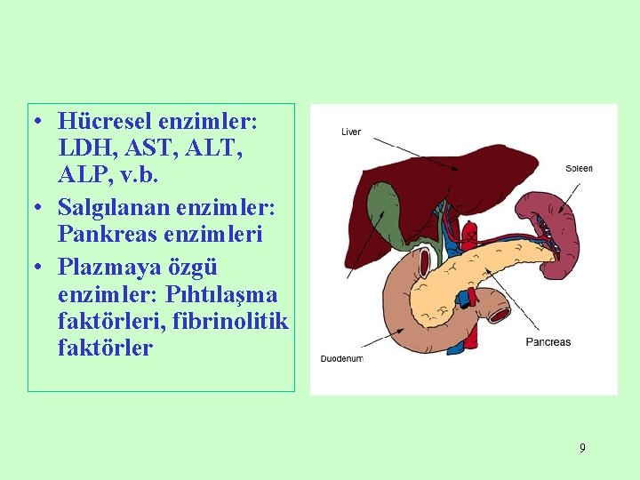  • Hücresel enzimler: LDH, AST, ALP, v. b. • Salgılanan enzimler: Pankreas enzimleri