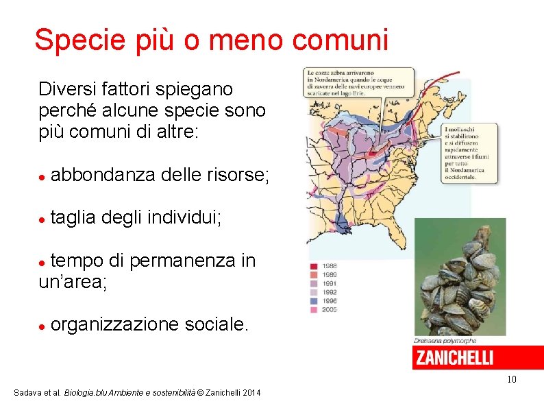 Specie più o meno comuni Diversi fattori spiegano perché alcune specie sono più comuni