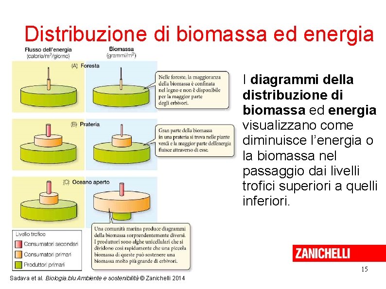 Distribuzione di biomassa ed energia I diagrammi della distribuzione di biomassa ed energia visualizzano