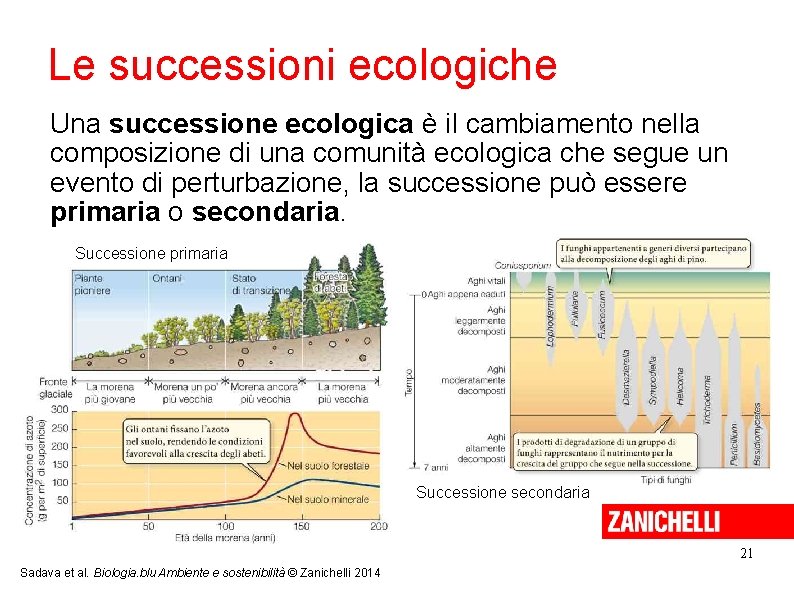 Le successioni ecologiche Una successione ecologica è il cambiamento nella composizione di una comunità