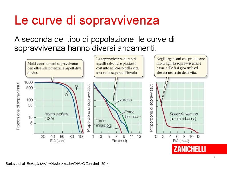 Le curve di sopravvivenza A seconda del tipo di popolazione, le curve di sopravvivenza