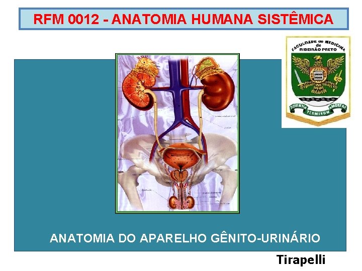 RFM 0012 - ANATOMIA HUMANA SISTÊMICA ANATOMIA DO APARELHO GÊNITO-URINÁRIO Tirapelli 