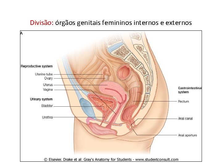 Divisão: órgãos genitais femininos internos e externos 
