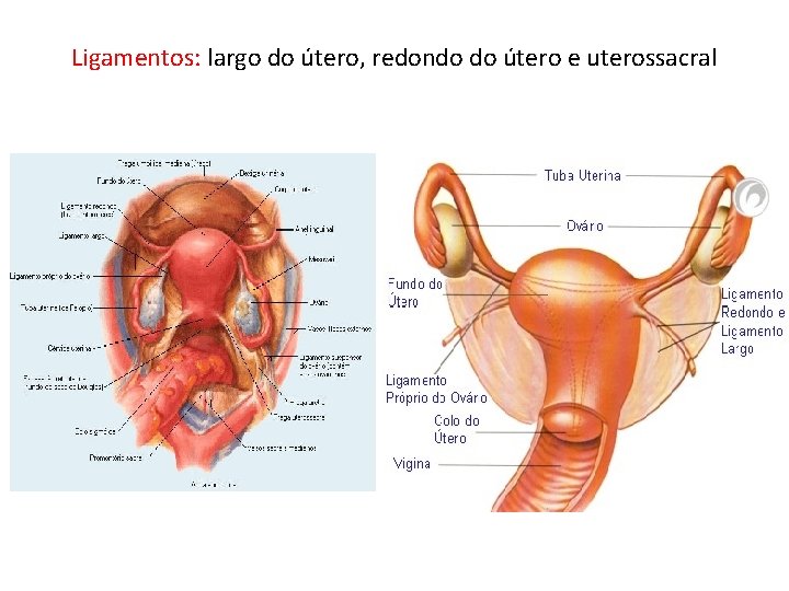 Ligamentos: largo do útero, redondo do útero e uterossacral 