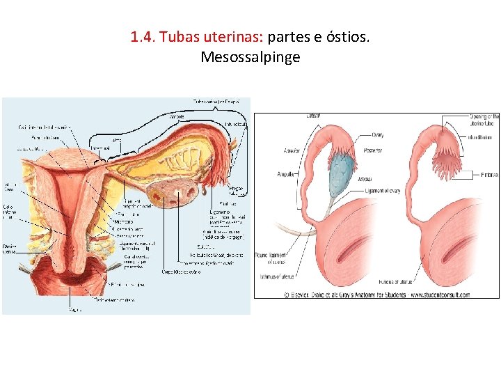 1. 4. Tubas uterinas: partes e óstios. Mesossalpinge 