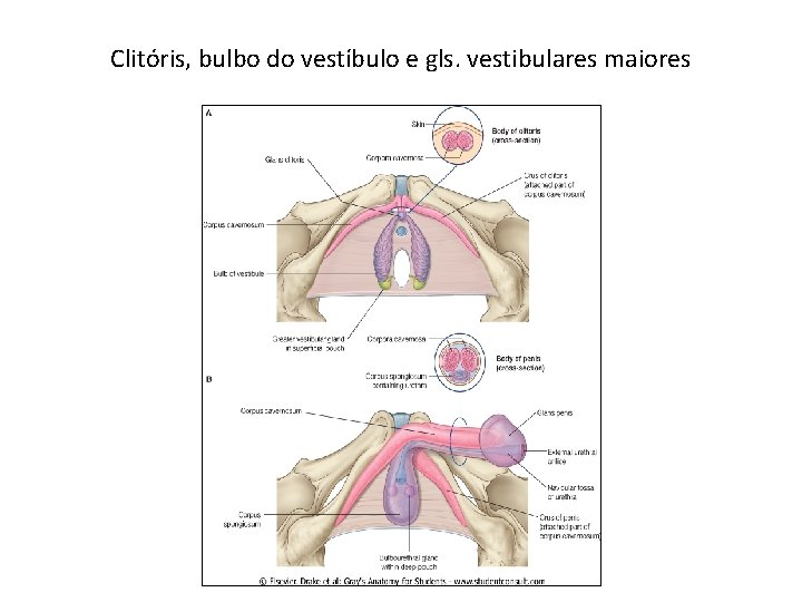 Clitóris, bulbo do vestíbulo e gls. vestibulares maiores 