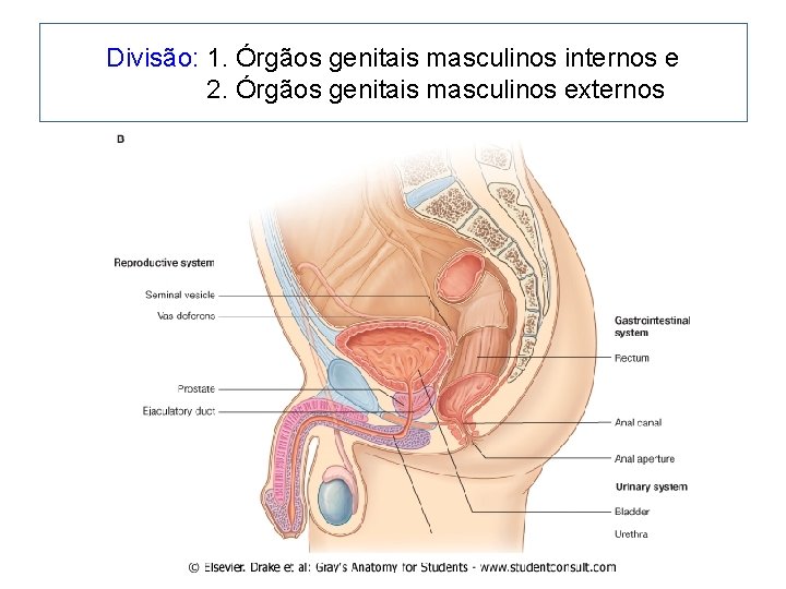 Divisão: 1. Órgãos genitais masculinos internos e 2. Órgãos genitais masculinos externos 