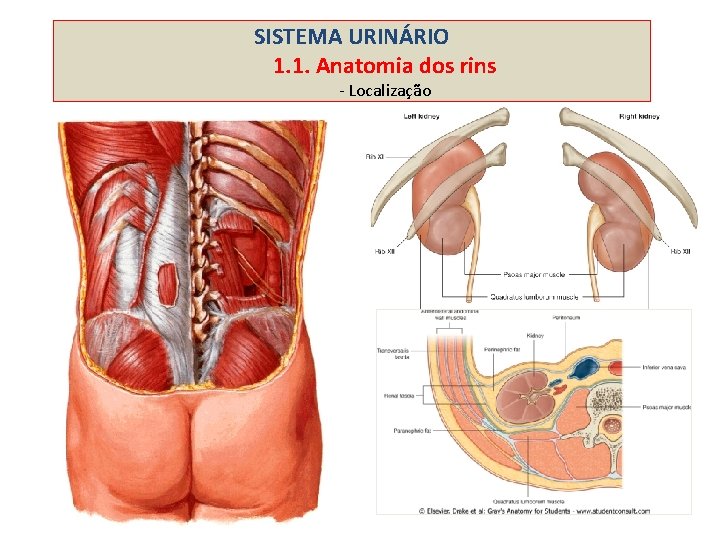 SISTEMA URINÁRIO 1. 1. Anatomia dos rins - Localização 