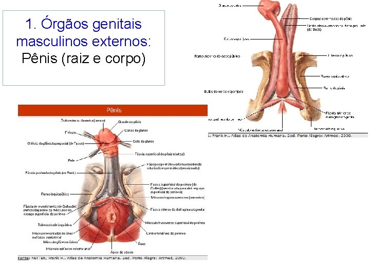 1. Órgãos genitais masculinos externos: Pênis (raiz e corpo) 