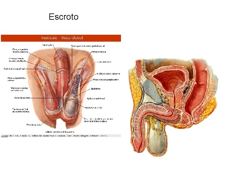 Escroto 