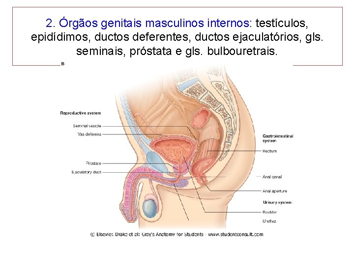 2. Órgãos genitais masculinos internos: testículos, epidídimos, ductos deferentes, ductos ejaculatórios, gls. seminais, próstata