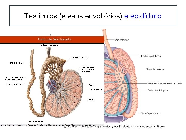 Testículos (e seus envoltórios) e epidídimo 