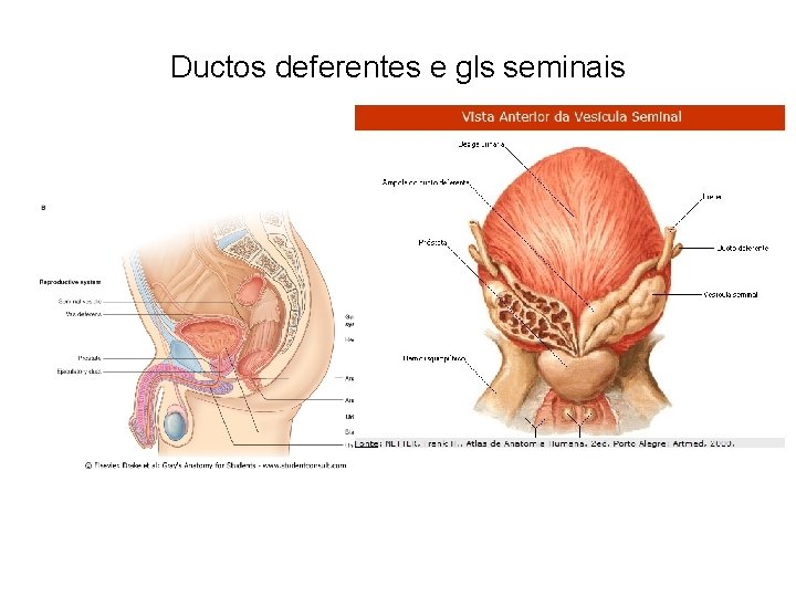 Ductos deferentes e gls seminais 