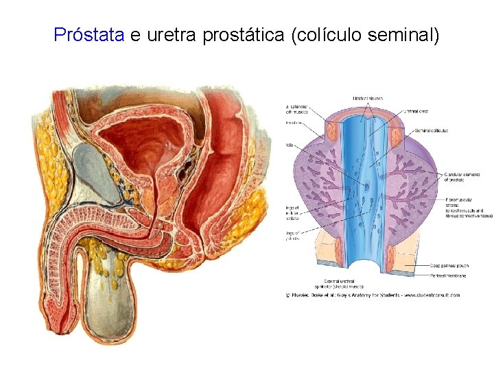 Próstata e uretra prostática (colículo seminal) 